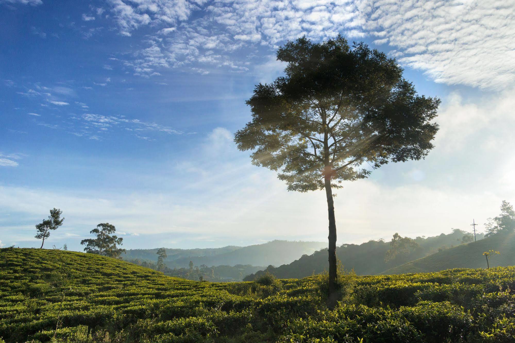 Kent Cottage Nuwara Eliya Buitenkant foto
